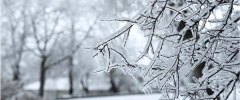 Frost-covered tree branches in a winter landscape, with ice-coated twigs in sharp focus and bare trees blurred in the snowy background