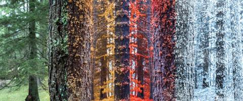 forest trees transitioning through the seasons